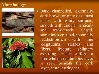 Morphology:
 Bark channelled, externally
dark brown or grey or almost
black with warty surface.,
smooth with circular lenticels
and transversely ridged,
sometimes cracked, internally
reddish-brown with fine
longitudinal strands and
fibers, fracture splintery
exposing striated surface, a
thin whitish continuous layer
is seen beneath the cork
layer, taste, astringent.
 