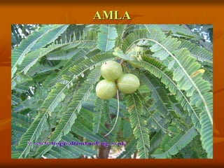 AMLA
 