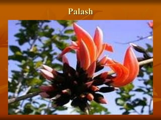 Palash
 