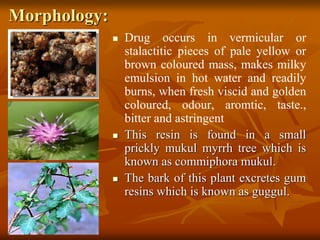 Morphology:
 Drug occurs in vermicular or
stalactitic pieces of pale yellow or
brown coloured mass, makes milky
emulsion in hot water and readily
burns, when fresh viscid and golden
coloured, odour, aromtic, taste.,
bitter and astringent
 This resin is found in a small
prickly mukul myrrh tree which is
known as commiphora mukul.
 The bark of this plant excretes gum
resins which is known as guggul.
 