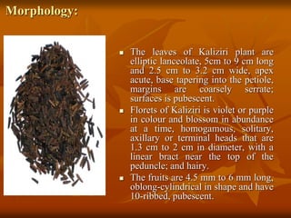 Morphology:
 The leaves of Kaliziri plant are
elliptic lanceolate, 5cm to 9 cm long
and 2.5 cm to 3.2 cm wide, apex
acute, base tapering into the petiole,
margins are coarsely serrate;
surfaces is pubescent.
 Florets of Kaliziri is violet or purple
in colour and blossom in abundance
at a time, homogamous, solitary,
axillary or terminal heads that are
1.3 cm to 2 cm in diameter, with a
linear bract near the top of the
peduncle; and hairy.
 The fruits are 4.5 mm to 6 mm long,
oblong-cylindrical in shape and have
10-ribbed, pubescent.
 