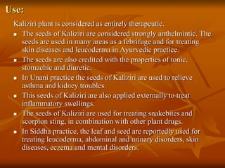 Use:
Kaliziri plant is considered as entirely therapeutic.
 The seeds of Kaliziri are considered strongly anthelmintic. The
seeds are used in many areas as a febrifuge and for treating
skin diseases and leucoderma in Ayurvedic practice.
 The seeds are also credited with the properties of tonic,
stomachic and diuretic.
 In Unani practice the seeds of Kaliziri are used to relieve
asthma and kidney troubles.
 This seeds of Kaliziri are also applied externally to treat
inflammatory swellings.
 The seeds of Kaliziri are used for treating snakebites and
scorpion sting, in combination with other plant drugs.
 In Siddha practice, the leaf and seed are reportedly used for
treating leucoderma, abdominal and urinary disorders, skin
diseases, eczema and mental disorders.
 