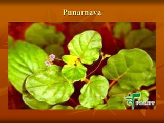 Punarnava
 