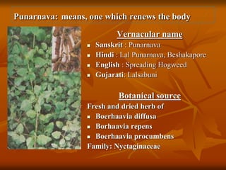 Punarnava: means, one which renews the body
Vernacular name
 Sanskrit : Punarnava
 Hindi : Lal Punarnava, Beshakapore
 English : Spreading Hogweed
 Gujarati: Lalsabuni
Botanical source
Fresh and dried herb of
 Boerhaavia diffusa
 Borhaavia repens
 Boerhaavia procumbens
Family: Nyctaginaceae
 