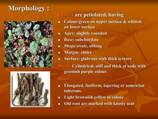 Morphology :
Leaves are petiolated, having
 Colour:green on upper surface & whitish
on lower surface
 Apex: slightly rounded
 Base: subchordate
 Shape:ovate, oblong
 Margin: entire
 Surface: glabrous with thick texture
Stem: Cylindrical, stiff and thick at node with
greenish purple colour.
Root:
 Elongated, fusiform, tapering or somewhat
tuberous.
 Light brownish yellow in colour
 Old root are marked with knotty scar
 