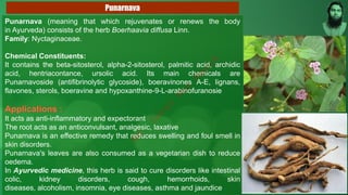 Punarnava (meaning that which rejuvenates or renews the body
in Ayurveda) consists of the herb Boerhaavia diffusa Linn.
Family: Nyctaginaceae.
Chemical Constituents:
It contains the beta-sitosterol, alpha-2-sitosterol, palmitic acid, archidic
acid, hentriacontance, ursolic acid. Its main chemicals are
Punarnavoside (antifibrinolytic glycoside), boeravinones A-E, lignans,
flavones, sterols, boeravine and hypoxanthine-9-L-arabinofuranosie
It acts as anti-inflammatory and expectorant
The root acts as an anticonvulsant, analgesic, laxative
Punarnava is an effective remedy that reduces swelling and foul smell in
skin disorders.
Punarnava's leaves are also consumed as a vegetarian dish to reduce
oedema.
In Ayurvedic medicine, this herb is said to cure disorders like intestinal
colic, kidney disorders, cough, hemorrhoids, skin
diseases, alcoholism, insomnia, eye diseases, asthma and jaundice
Punarnava
M
d
.
I
m
r
a
n
N
u
r
M
a
n
i
k
 