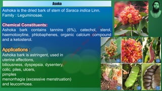 Ashoka is the dried bark of stem of Saraca indica Linn.
Family : Leguminosae.
Chemical Constituents:
Ashoka bark contains tannins (6%), catechol, sterol,
haemotoxyline, phlobaphenes, organic calcium compound
and a ketosterol.
Ashoka bark is astringent, used in
uterine affections,
biliousness, dyspepsia, dysentery,
colic, piles, ulcers,
pimples
menorrhagia (excessive menstruation)
and leucorrhoea.
Asoka
M
d
.
I
m
r
a
n
N
u
r
M
a
n
i
k
 