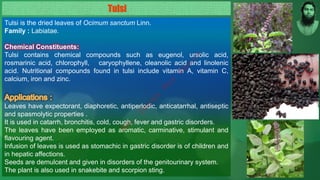 Tulsi is the dried leaves of Ocimum sanctum Linn.
Family : Labiatae.
Chemical Constituents:
Tulsi contains chemical compounds such as eugenol, ursolic acid,
rosmarinic acid, chlorophyll, caryophyllene, oleanolic acid and linolenic
acid. Nutritional compounds found in tulsi include vitamin A, vitamin C,
calcium, iron and zinc.
Leaves have expectorant, diaphoretic, antiperlodic, anticatarrhal, antiseptic
and spasmolytic properties .
It is used in catarrh, bronchitis, cold, cough, fever and gastric disorders.
The leaves have been employed as aromatic, carminative, stimulant and
flavouring agent.
Infusion of leaves is used as stomachic in gastric disorder is of children and
in hepatic affections.
Seeds are demulcent and given in disorders of the genitourinary system.
The plant is also used in snakebite and scorpion sting.
Tulsi
M
d
.
I
m
r
a
n
N
u
r
M
a
n
i
k
 