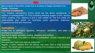 Bael consists of the entire unripe fruit or its slices of Aegle marmelos Corr.
Family : Rutaceae.
Chemical Constituents:
Fruit contains marmelosins (0.4%) which are the active constituents, in
addition to carbohydrates (11-15%) including reducing sugars (3-4%), tannins
(20%), proteins (1%), vitamins A and C and volatile oil. The fruit yields 2%
water-soluble gum which on hydrolysis gives galactose, arabinose,
D-galacturonic acid and rhamnose.
Unripe fruit is astringent, digestive, demulcent, stomachic, and used in
diarrhoea and dysentery.
Ripe fruit is sweet, aromatic, cooling, alterative and nutritive.
When taken fresh, it is useful in habitual constipation, chronic dysentery and
dyspepsia.
Root.and stem barks are used as antipyretic.
Aegelin, a sterol isolated from the leaves, has been tried to treat bronchial
spasm. The cathartic action is caused by the swelling of the mucilaginous seed coat therefore
giving bulk and lubrication.
M
d
.
I
m
r
a
n
N
u
r
M
a
n
i
k
 