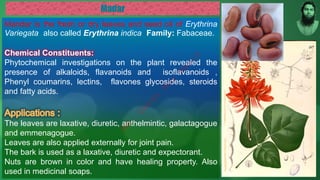 Mandar is the fresh or dry leaves and seed oil of Erythrina
Variegata also called Erythrina indica Family: Fabaceae.
Chemical Constituents:
Phytochemical investigations on the plant revealed the
presence of alkaloids, flavanoids and isoflavanoids ,
Phenyl coumarins, lectins, flavones glycosides, steroids
and fatty acids.
The leaves are laxative, diuretic, anthelmintic, galactagogue
and emmenagogue.
Leaves are also applied externally for joint pain.
The bark is used as a laxative, diuretic and expectorant.
Nuts are brown in color and have healing property. Also
used in medicinal soaps.
M
d
.
I
m
r
a
n
N
u
r
M
a
n
i
k
 