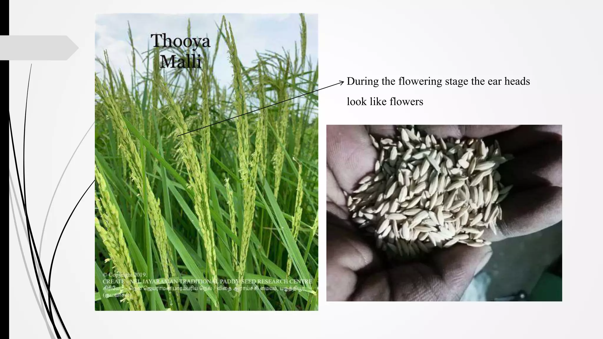 TRADITIONAL RICE VARIETIES IN CAUVERY DELTA ZONE.pptx