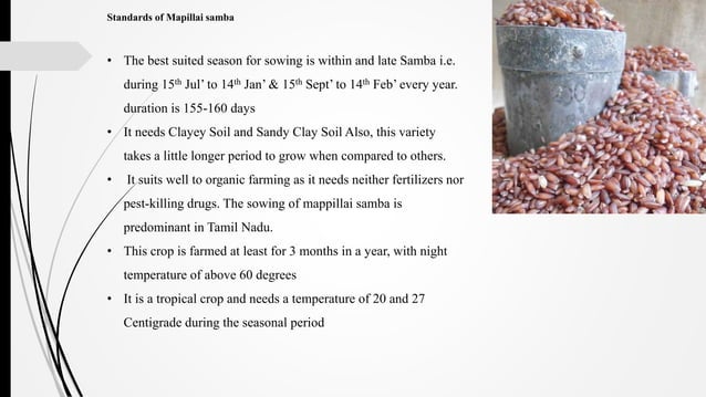 TRADITIONAL RICE VARIETIES IN CAUVERY DELTA ZONE.pptx