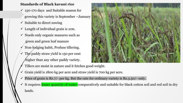 TRADITIONAL RICE VARIETIES IN CAUVERY DELTA ZONE.pptx