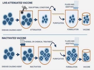 Traditional vaccine preparation | PPTX