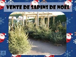 Vente de sapins de Noël

 
