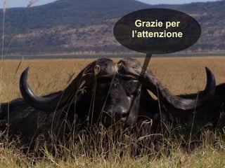 Grazie per
l’attenzione
 