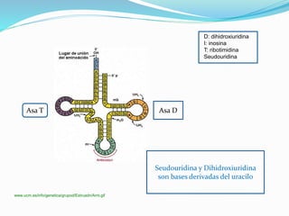 www.ucm.es/info/genetica/grupod/Estruadn/Arnt.gif
D: dihidroxiuridina
I: inosina
T: ribotimidina
Seudouridina
Asa T Asa D
Seudouridina y Dihidroxiuridina
son bases derivadas del uracilo
 