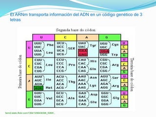 farm2.static.flickr.com/1394/1208438396_5080f...
El ARNm transporta información del ADN en un código genético de 3
letras
 
