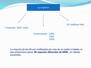 64 tripletas
1 iniciación AUG (met)
3 terminacion UAG
UAA
UGA
61 codifican AAs
La mayoría de los AA son codificados por mas de un codón o tripleta, lo
que proporciona aprox. 60 especies diferentes de ARNt., en células
eucariotas.
 