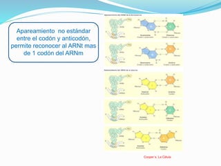 Apareamiento no estándar
entre el codón y anticodón,
permite reconocer al ARNt mas
de 1 codón del ARNm
Cooper´s. La Célula
 