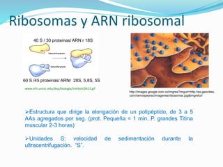 Ribosomas y ARN ribosomal
40 S / 30 proteinas/ ARN r 18S
60 S /45 proteinas/ ARNr 28S, 5,8S, 5S
http://images.google.com.co/imgres?imgurl=http://es.geocities.
com/ramospeyrac/imagenes/ribosomas.jpg&imgrefurl
www.efn.uncor.edu/dep/biologia/intrbiol/0413.gif
Estructura que dirige la elongación de un polipéptido, de 3 a 5
AAs agregados por seg. (prot. Pequeña = 1 min. P. grandes Titina
muscular 2-3 horas)
Unidades S: velocidad de sedimentación durante la
ultracentrifugación. “S”.
 