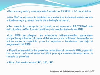 Estructura grande y compleja esta formada de 2/3 ARNr y 1/3 de proteína.
Año 2000 se reconoce la totalidad de la estructura tridimensional de las sub
unidades mayor y menor (triunfo de la biología moderna),
Se cambia la concepción en cuanto a su estructura: PROTEINAS son
estructurales y ARNr función catalítica y de acoplamiento de los ARNt.
Los ARNr se pliegan en estructuras tridimensionales sumamente
compactas que forman el centro del ribosoma y las proteínas ribosomales se
ubican sobre la superficie, y en los espacios – hendiduras que deja el
plegamiento del ARNr.
 Papel fundamental de las proteínas: estabilizar el centro de ARN, y permitir
los cambios conformacionales del ARNr para que catalice eficientemente la
síntesis de proteínas
Sitios: Sub unidad mayor “P”, “A”, “E”
Introducción a la Biología Celular. Alberts. 2da edición 2005
 