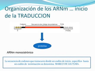 Organización de los ARNm … inicio
de la TRADUCCION
proteína
ARNm monocistrónico
La secuencia de codones que transcurre desde un codón de inicio específico hasta
un codón de terminación se denomina MARCO DE LECTURA.
 