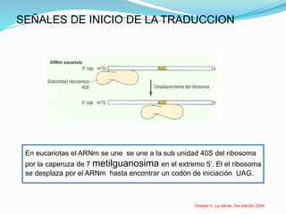 SEÑALES DE INICIO DE LA TRADUCCION
En eucariotas el ARNm se une se une a la sub unidad 40S del ribosoma
por la caperuza de 7 metilguanosima en el extremo 5’. El el ribosoma
se desplaza por el ARNm hasta encontrar un codón de iniciación UAG.
Cooper´s. La célula. 3ra edición 2004
 