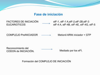 Fase de iniciación
FACTORES DE INICIACIÓN
EUCARIOTICOS
elF-1, elF-1 A,elF-2,elF-2B,elF-3
elF-4 A, elF-4B, eIF-4E, eIF-4G, eIF-5
Metionil ARNt iniciador + GTP
COMPLEJO PreINICIADOR
Reconocimiento del
CODON de INICIACIÓN. Mediado por los eFI.
Formación del COMPLEJO DE INICIACIÓN
 