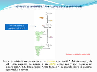 Los aminoácidos en presencia de la enzima aminoacil ARNt-sintetasa y de
ATP son capaces de unirse a un ARNt específico y dan lugar a un
aminoacil-ARNt, liberándose AMP, fosfato y quedando libre la enzima,
que vuelve a actuar.
Síntesis de aminoacil-ARNt / Activación del aminoácido
Cooper´s. La célula. 3ra edición 2004
Intermediario
Aminoacil AMP
 
