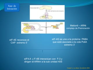 Fase de
Iniciación
Metionil – ARNt
complejo de Preiniciación
Cooper´s. La célula. 3ra edición 2004
eIF-4E reconoce el
CAP extremo 5´
eIF-4G se une a la proteína PABA
que está asociada a la cola PoliA
extremo 3´
eIF4-A y F-4B interactúan con F-3 y
dirigen el ARNm a la sub unidad 40S
 