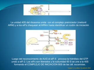 La unidad 40S del ribosoma unida con el complejo preiniciador (metionil
ARNt) y a los eIFs chequean al ARNm hasta identificar un codón de iniciación
Luego del reconocimiento de AUG el eIF-5 provoca la hidrólisis del GTP
unido a eIF-2. Los eIFs son liberados y la subunidad 60 S se une a la 40S
formando el COMPLEJO DE INICIACION 80S de las cél. eucariotas.
Cooper´s. La célula. 3ra edición 2004
 
