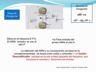 Etapa de
Elongación
Lodish. Biología celular y molecular .5ta edición 2005
Sitios en el ribosoma E P A,
El ARNt iniciador se une al
sitio P
1ra Fase entrada del
primer ARNt al sitio A
La selección del ARNt y su incorporación se basa en la
complementariedad de bases entre codón y anticodón + un Centro
Descodificador ubicado en la sub unidad pequeña del ribosoma, que
reconoce lo correcto y discrimina los errores.
*
 