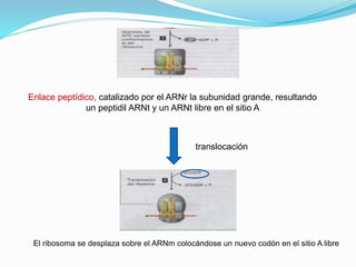 Enlace peptídico, catalizado por el ARNr la subunidad grande, resultando
un peptidil ARNt y un ARNt libre en el sitio A
translocación
El ribosoma se desplaza sobre el ARNm colocándose un nuevo codón en el sitio A libre
 