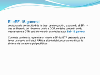 El eEF-1ß gamma:
colabora a la continuidad de la fase de elongación, y para ello el EF- 1α
que es liberado del ribosoma unido a GDP, se debe convertir unido
nuevamente a GTP, esta conversión es mediada por Eef- 1ß gamma.
Con este cambio se regenera un nuevo eEF-1α/GTP preparado para
llevar un nuevo aminoacil ARNt al sitio A del ribosoma y continuar la
síntesis de la cadena polipeptídicas
 
