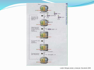 Lodish. Biología celular y molecular .5ta edición 2005
 