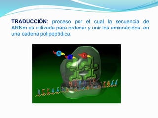 TRADUCCIÓN: proceso por el cual la secuencia de
ARNm es utilizada para ordenar y unir los aminoácidos en
una cadena polipeptídica.
 