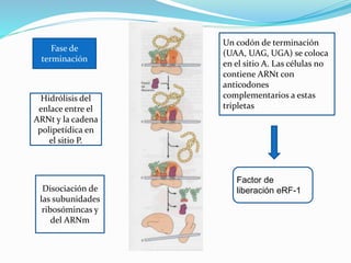 Fase de
terminación
Factor de
liberación eRF-1
Un codón de terminación
(UAA, UAG, UGA) se coloca
en el sitio A. Las células no
contiene ARNt con
anticodones
complementarios a estas
tripletas
Hidrólisis del
enlace entre el
ARNt y la cadena
polipetídica en
el sitio P.
Disociación de
las subunidades
ribosómincas y
del ARNm
 