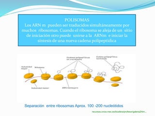 POLISOMAS
Los ARN m pueden ser traducidos simultáneamente por
muchos ribosomas. Cuando el ribosoma se aleja de un sitio
de iniciación otro puede unirse a la ARNm e iniciar la
síntesis de una nueva cadena polipeptídica
´
´
Separación entre ribosomas Aprox. 100 -200 nucleótidos
recursos.cnice.mec.es/biosfera/profesor/galeria2htm...
 