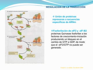 REGULACION DE LA TRADUCCIÓN
Fosforilación de eIF2 y elF-B2
proteínas Quinasas fosforilan a los
factores de crecicmiento-iniciación
produciendo un bloqueo en el
cambio de GTP a GDP, de modo
que el eIF2/GTP no puede ser
generado.
 Unión de proteínas
represoras a secuencias
especificas de ARNm
Cooper´s. La célula. 3ra edición 2004
 