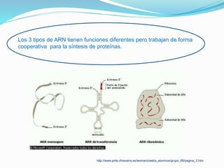 Los 3 tipos de ARN tienen funciones diferentes pero trabajan de forma
cooperativa para la síntesis de proteínas.
http://www.pnte.cfnavarra.es/iesmarci/webs_alumnos/grupo_06/pagina_2.htm
 