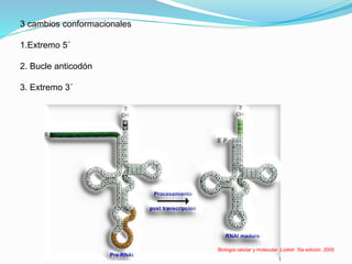 3 cambios conformacionales
1.Extremo 5´
2. Bucle anticodón
3. Extremo 3´
Biología celular y molecular .Lodish 5ta edición. 2005
 
