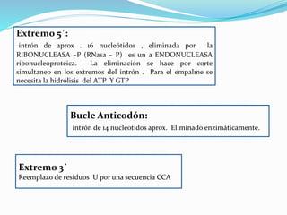 Extremo 5´:
intrón de aprox . 16 nucleótidos , eliminada por la
RIBONUCLEASA –P (RNasa – P) es un a ENDONUCLEASA
ribonucleoprotéica. La eliminación se hace por corte
simultaneo en los extremos del intrón . Para el empalme se
necesita la hidrólisis del ATP Y GTP
Bucle Anticodón:
intrón de 14 nucleotidos aprox. Eliminado enzimáticamente.
Extremo 3´
Reemplazo de residuos U por una secuencia CCA
 