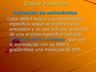 Etapas traducción
Activación de aminoácidos
Cada ARN-t busca a su aminoácido
específico según el triplete de su
anticodón y se une a él por la acción
de una enzima específica llamada
aminoacil-ARN-t sintetasa, que une
al aminoácido con su ARN-t,
gastándose una molécula de ATP.
 