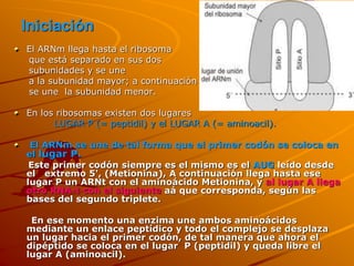 Iniciación
El ARNm llega hasta el ribosoma
que está separado en sus dos
subunidades y se une
a la subunidad mayor; a continuación
se une la subunidad menor.
En los ribosomas existen dos lugares
LUGAR P (= peptidil) y el LUGAR A (= aminoacil).
El ARNm se une de tal forma que el primer codón se coloca en
el lugar P.
Este primer codón siempre es el mismo es el AUG leído desde
el extremo 5', (Metionina), A continuación llega hasta ese
lugar P un ARNt con el aminoácido Metionina, y al lugar A llega
otro RNA-t con el siguiente aá que corresponda, según las
bases del segundo triplete.
En ese momento una enzima une ambos aminoácidos
mediante un enlace peptídico y todo el complejo se desplaza
un lugar hacia el primer codón, de tal manera que ahora el
dipéptido se coloca en el lugar P (peptidil) y queda libre el
lugar A (aminoacil).
 