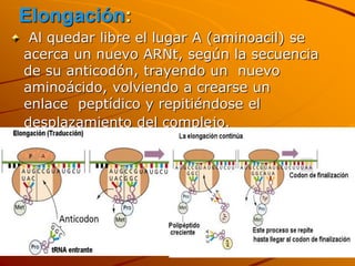 Elongación:
Al quedar libre el lugar A (aminoacil) se
acerca un nuevo ARNt, según la secuencia
de su anticodón, trayendo un nuevo
aminoácido, volviendo a crearse un
enlace peptídico y repitiéndose el
desplazamiento del complejo.
 