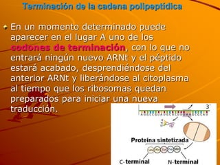 Terminación de la cadena polipeptídica
En un momento determinado puede
aparecer en el lugar A uno de los
codones de terminación, con lo que no
entrará ningún nuevo ARNt y el péptido
estará acabado, desprendiéndose del
anterior ARNt y liberándose al citoplasma
al tiempo que los ribosomas quedan
preparados para iniciar una nueva
traducción.
 