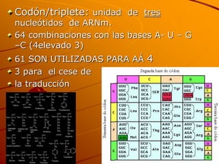 Codón/triplete: unidad de tres
nucleótidos de ARNm.
64 combinaciones con las bases A- U – G
–C (4elevado 3)
61 SON UTILIZADAS PARA AÁ 4
3 para el cese de
la traducción
 
