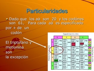 Particularidades
Dado que los aá son 20 y los codónes
son 61, Para cada aá es especificado
por + de un
codón
El triptofano y
metionina
son
la excepción
 