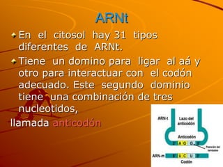 ARNt
En el citosol hay 31 tipos
diferentes de ARNt.
Tiene un domino para ligar al aá y
otro para interactuar con el codón
adecuado. Este segundo dominio
tiene una combinación de tres
nucleotidos,
llamada anticodón
 